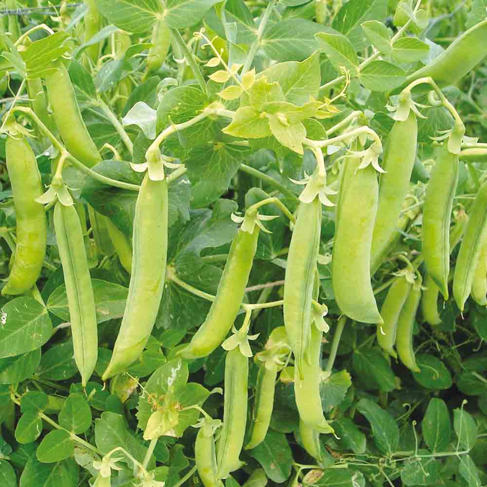 POIS DEMI-RAMANT PRECOCE DE MAI (OU PRINCE ALBERT) GRAIN ROND A ECOSSER AB 