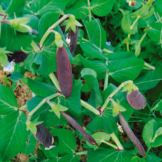 POIS DEMI-RAMANT SHIRAZ MANGETOUT NT 