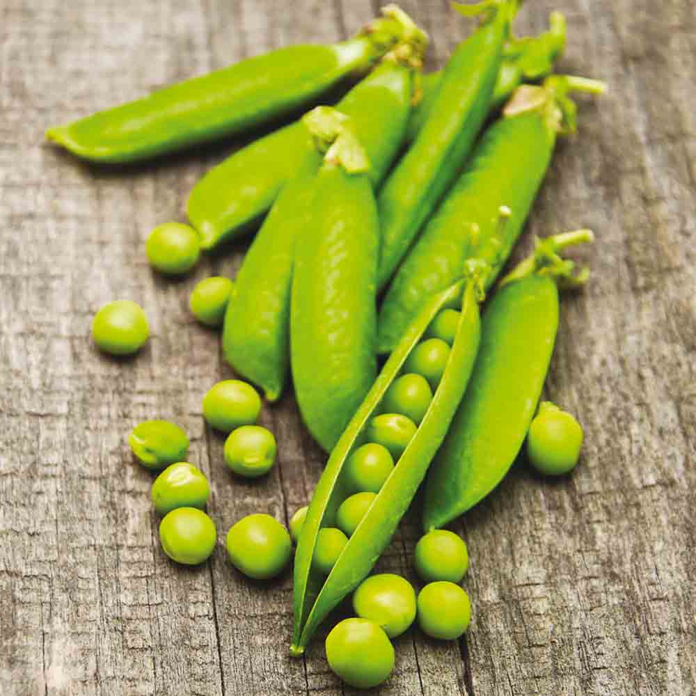 POIS NAIN DOUCE PROVENCE GRAIN ROND A ECOSSER AB 