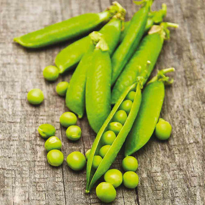POIS NAIN DOUCE PROVENCE GRAIN ROND A ECOSSER AB 
