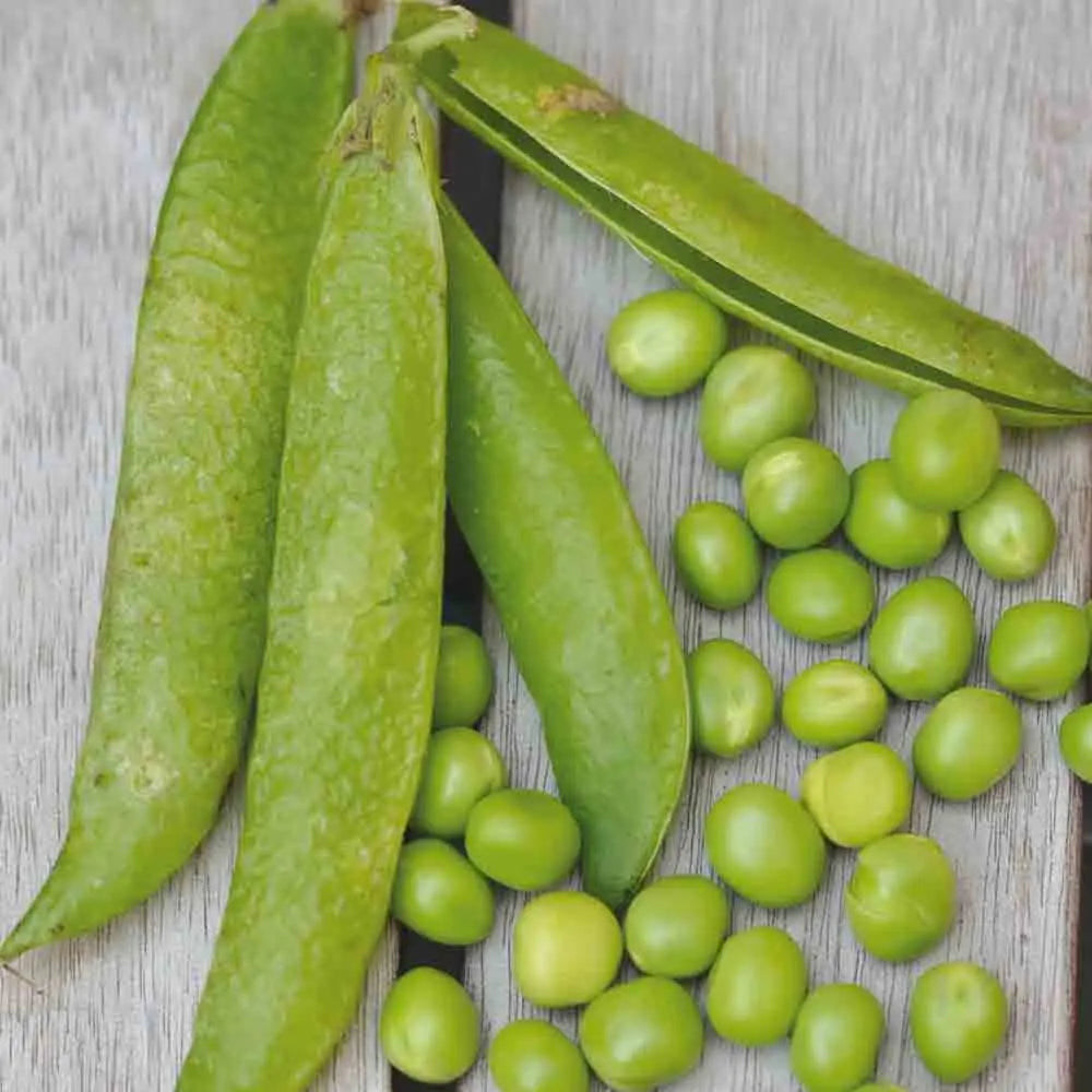 POIS NAIN MERVEILLE DE KELVEDON A GRAIN RIDE A ECOSSER AB 