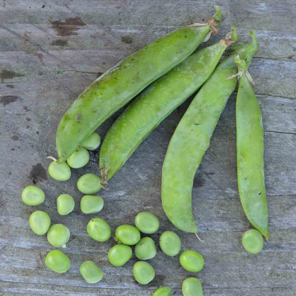 POIS NAIN PETIT PROVENCAL GRAIN ROND A ECOSSER NT 