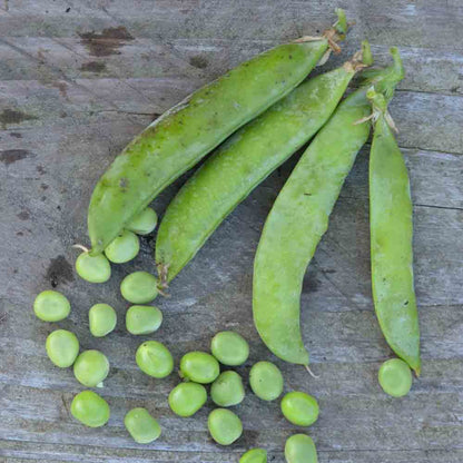 POIS NAIN PETIT PROVENCAL GRAIN ROND A ECOSSER NT 