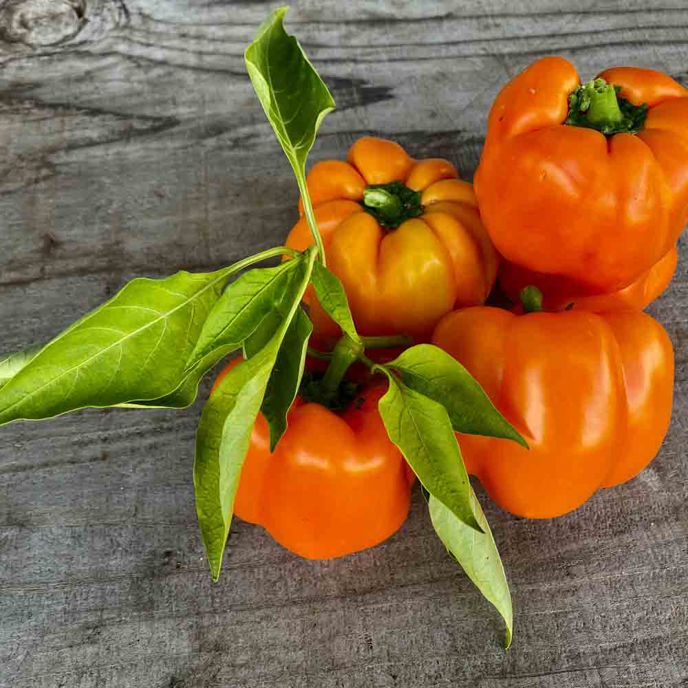 POIVRON CALIFORNIA ORANGE WONDER AB 