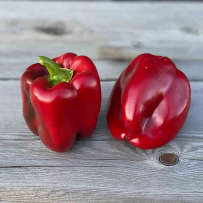 POIVRON CARRE D´ASTI ROUGE AB 