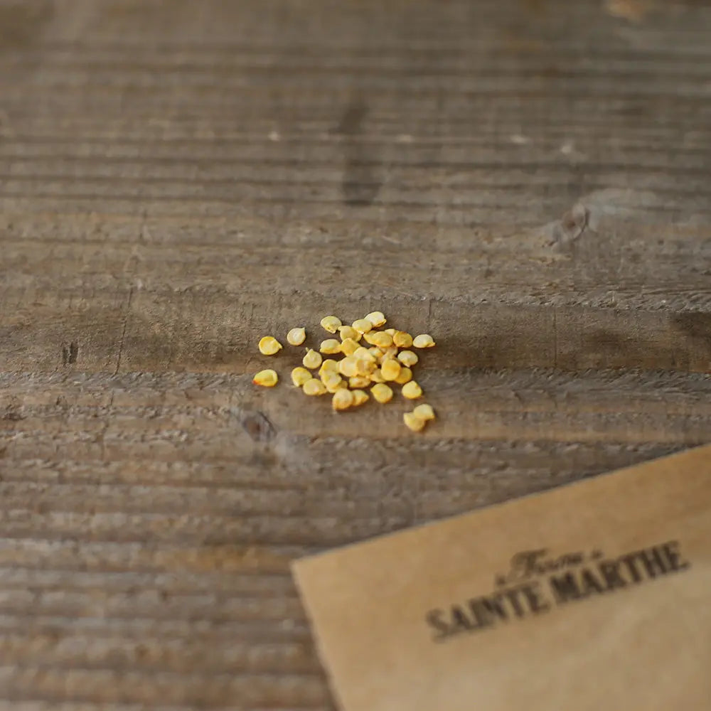 POIVRON DOUX CHOCOLAT AB