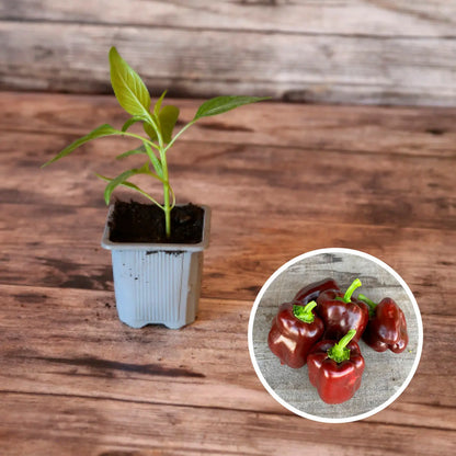 POIVRON DOUX CHOCOLAT PLANT AB 