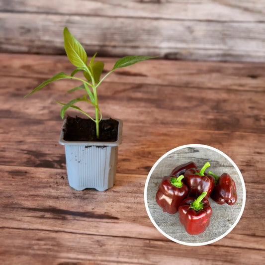POIVRON DOUX CHOCOLAT PLANT AB 
