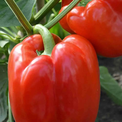 POIVRON ROBERTINA AB 