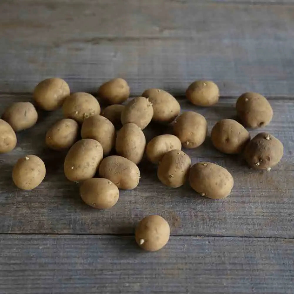 POMME DE TERRE AGATA NT 