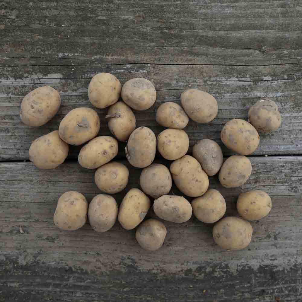 POMME DE TERRE ALIENOR NT 