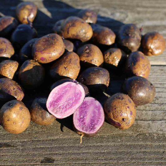 POMME DE TERRE BLEUE D´ARTOIS (ou bleu de la manche) NT 