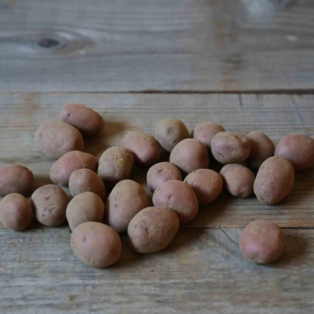 POMME DE TERRE CAMEL NT 