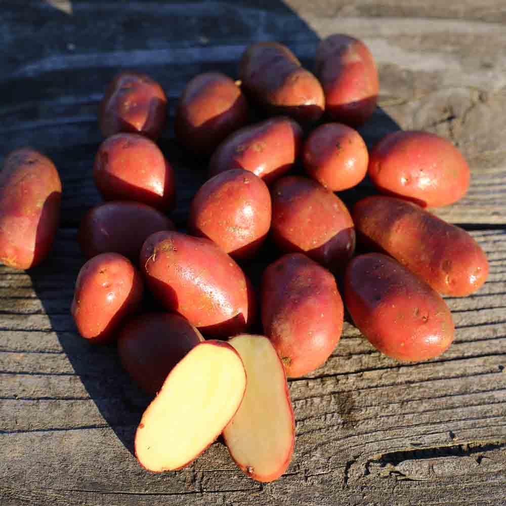 POMME DE TERRE CHEYENNE AB 