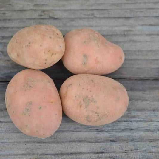 POMME DE TERRE DESIREE AB 