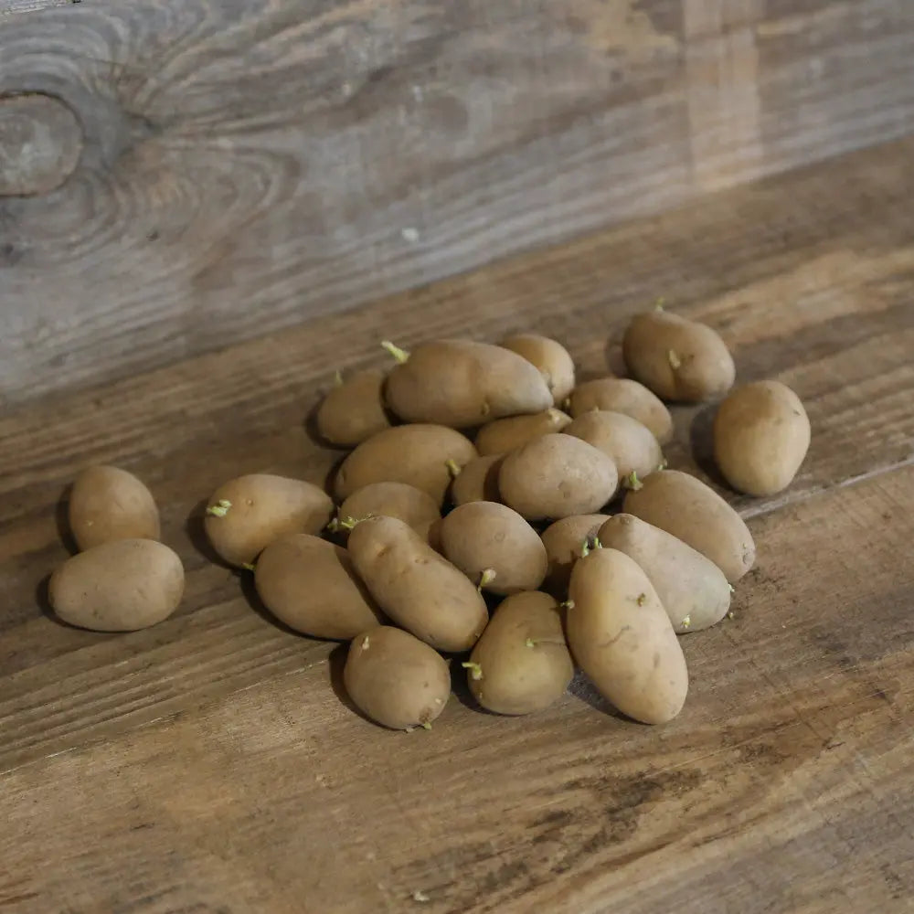 POMME DE TERRE DOLWEN PRIMEUR® (Variété Gwenne) NT 