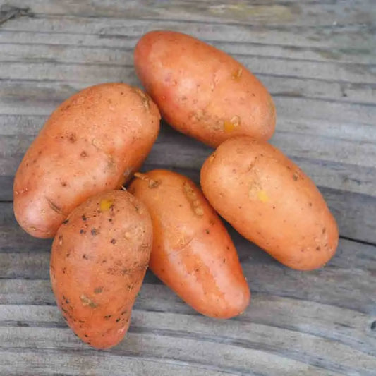 POMME DE TERRE JEANNETTE AB 
