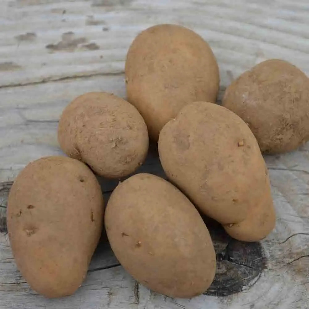 POMME DE TERRE NICOLA NT 