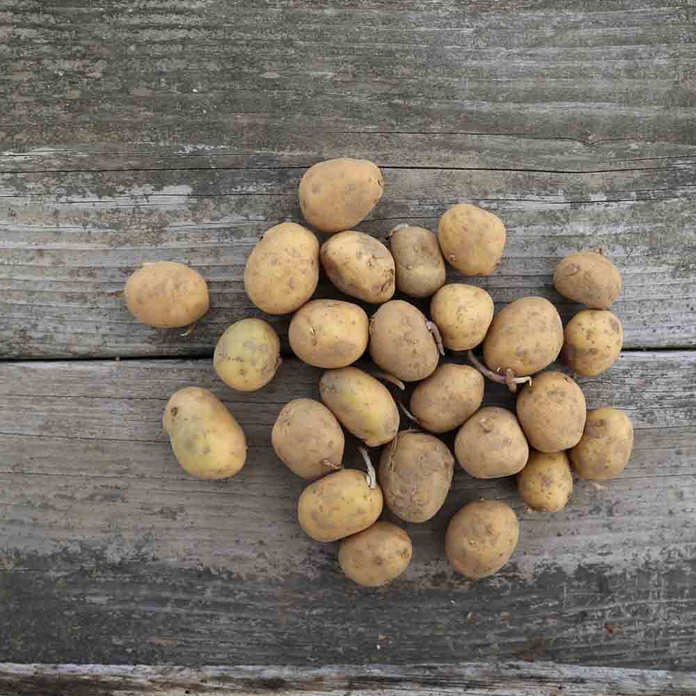 POMME DE TERRE OSIRIS AB 