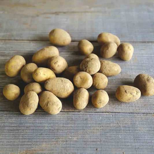 POMME DE TERRE PENNI - GRENAILLE PRIMEUR NT 