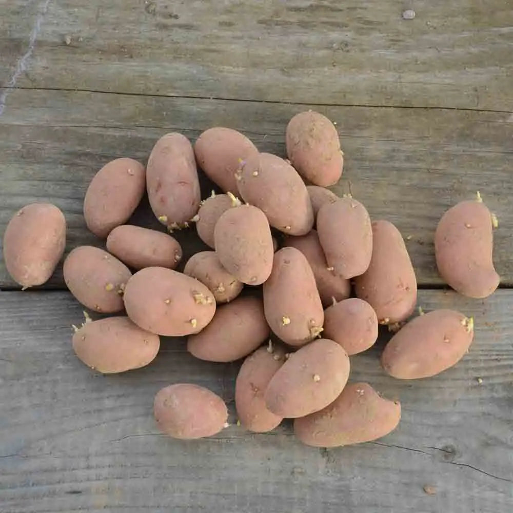 POMME DE TERRE ROSABELLE NT 