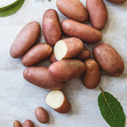 POMME DE TERRE ROSE DE FRANCE (ou Cirelle) NT 