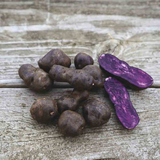 VITELOTTE NT KARTOFFEL