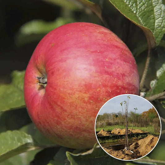 POMMIER BELLE FILLE DES SALINS AB 