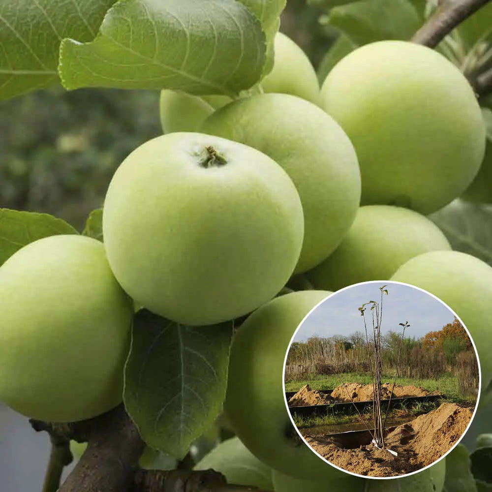 POMMIER GRANNY SMITH AB 