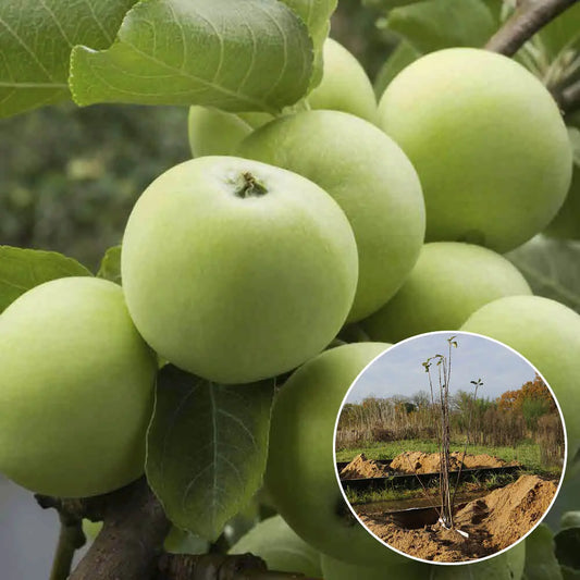 POMMIER GRANNY SMITH AB 