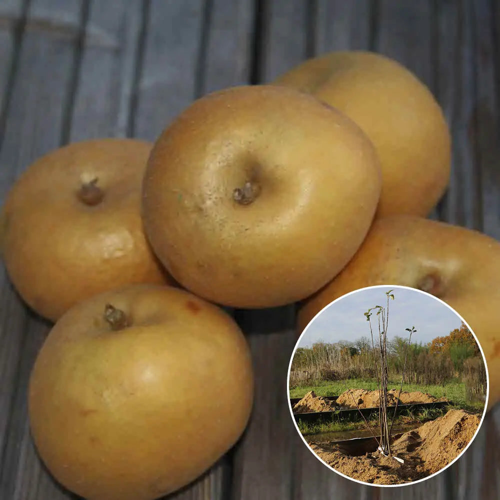 POMMIER PATTE DE LOUP AB 