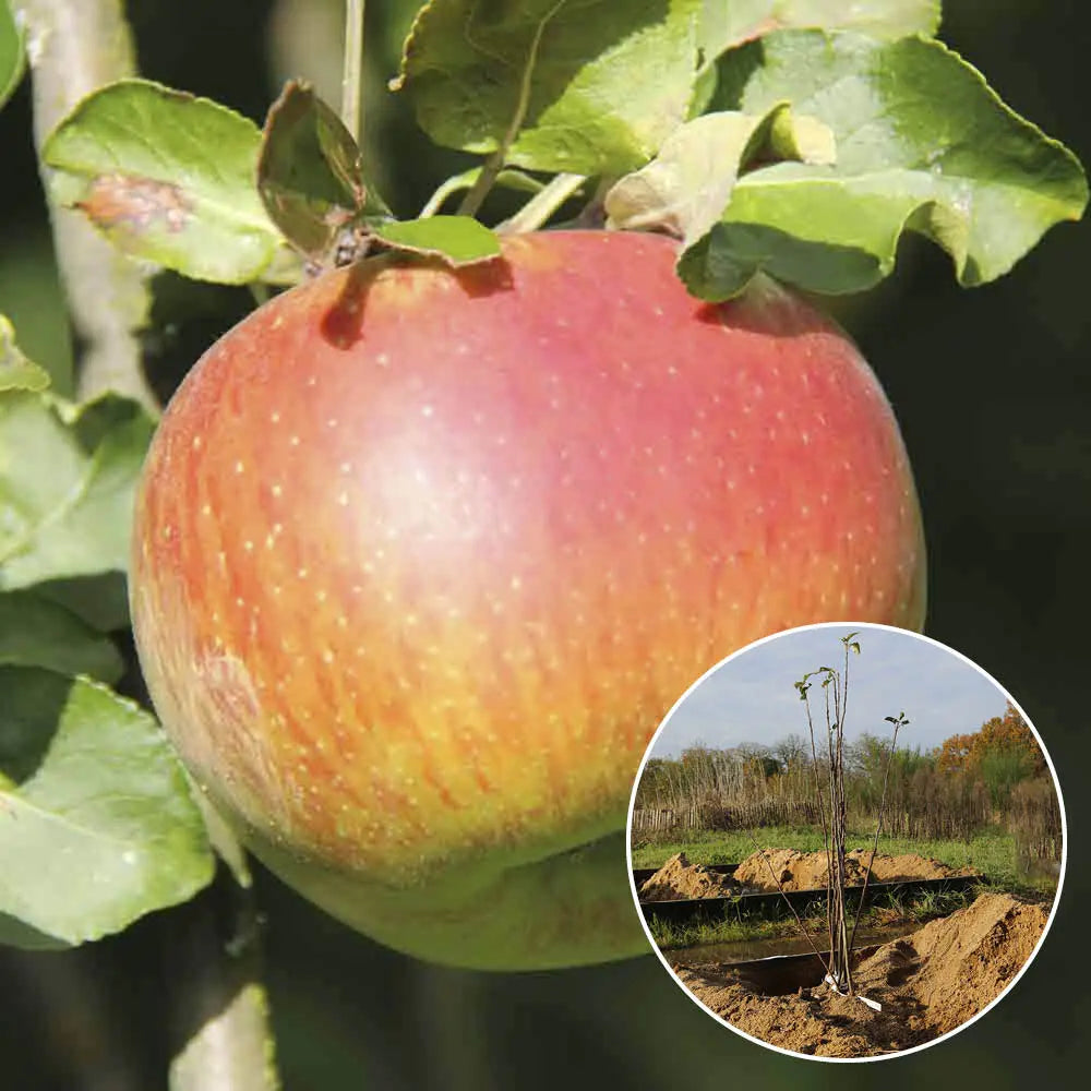 POMMIER REINE DES REINETTES AB 