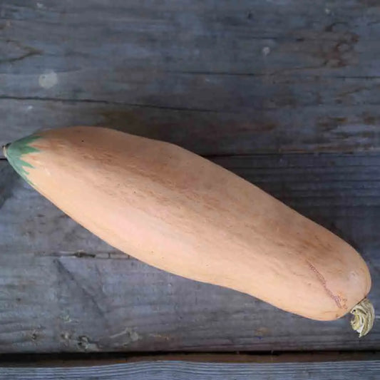 POTIRON NORTH GEORGIA AB 