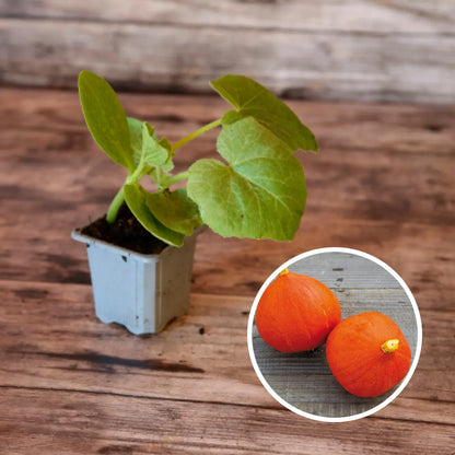 POTIRON POTIMARRON AB - PLANT 