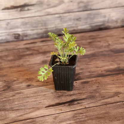 PYRETHRE DE DALMATIE - PLANT 