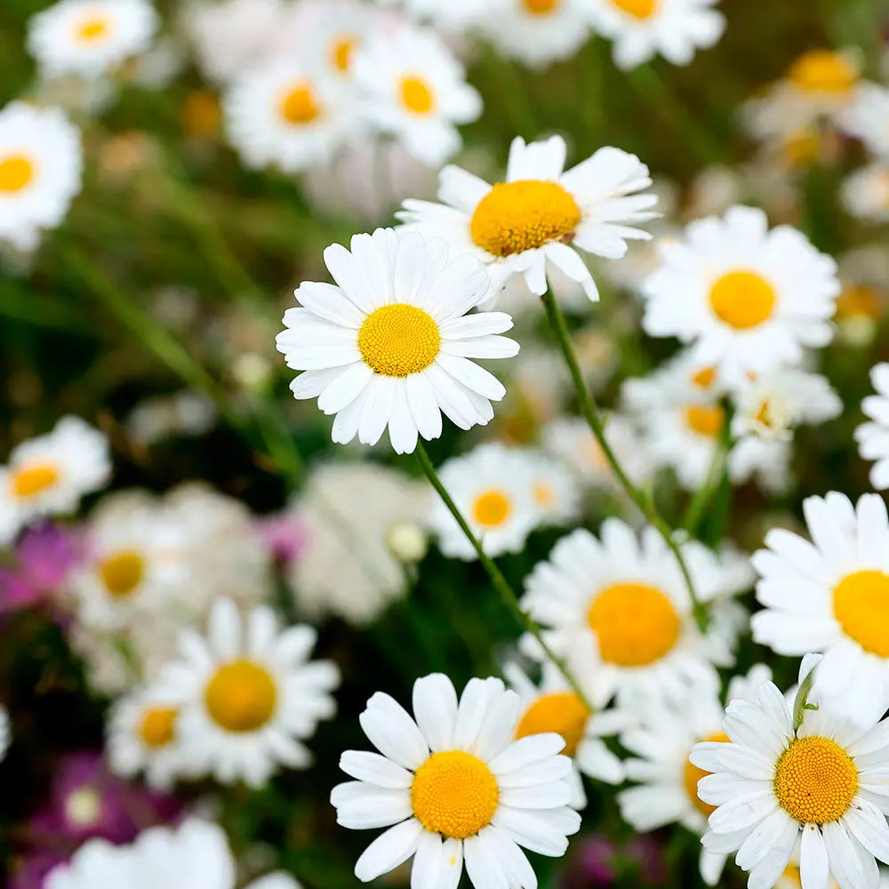 PYRÈTHRE DE DALMATIE - PLANT 