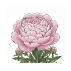 Bulbes de pivoines
