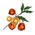 Graines de physalis et tomatillos