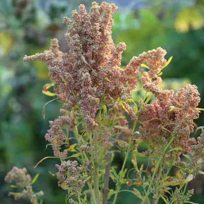 QUINOA AB 