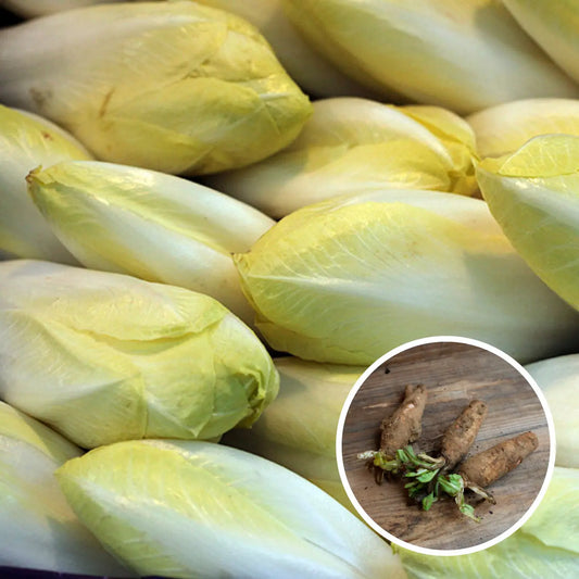 RACINES D'ENDIVES 