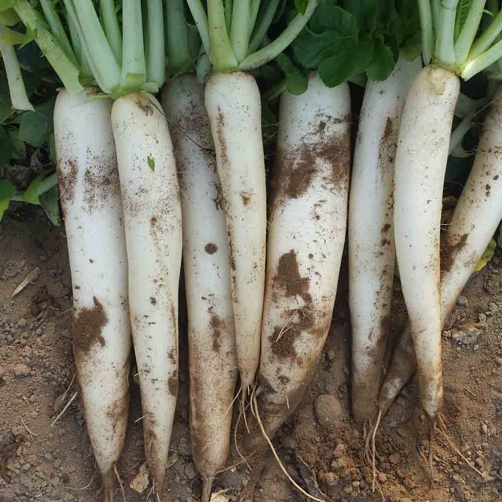 RADIS DAIKON LUNGO BIANCO AB 