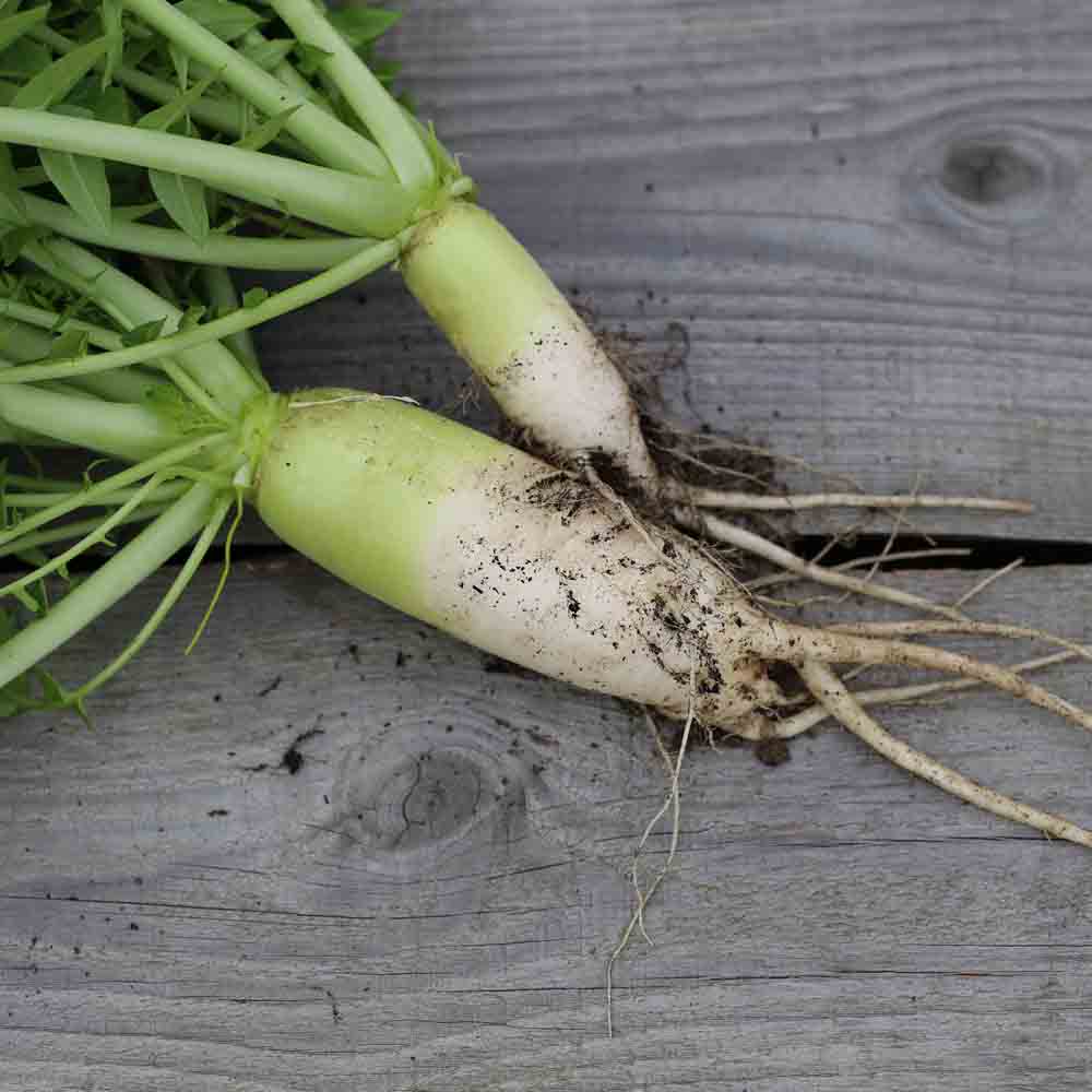 RADIS DAIKON MINO EARLY AB 