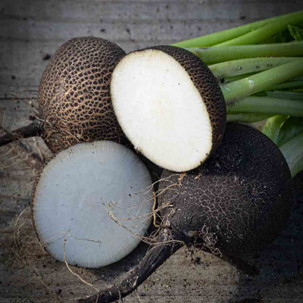 RADIS NOIR GROS ROND D´HIVER  AB 