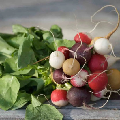 RADIS ROND EN MELANGE COLORE (Raxe -Gaudry 2 - Zlata - Malaga - Sniezca) NT 