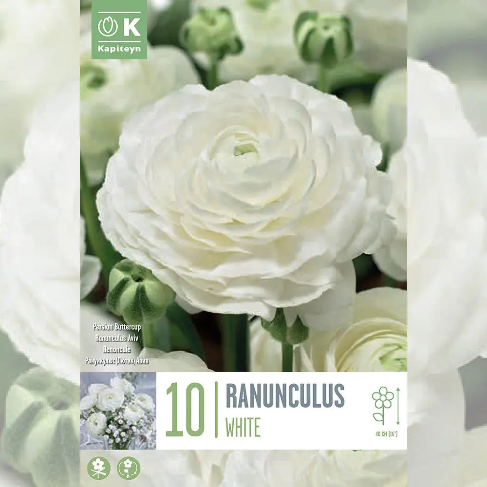 RENONCULE BLANC 
