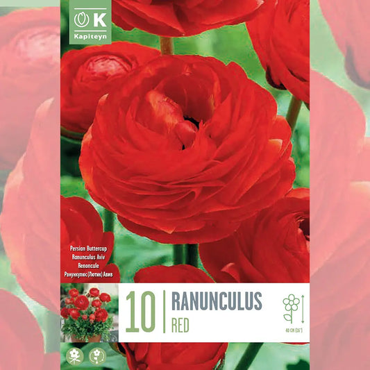 RENONCULE ROUGE 