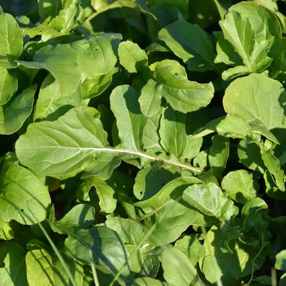 ROQUETTE CULTIVEE AB 
