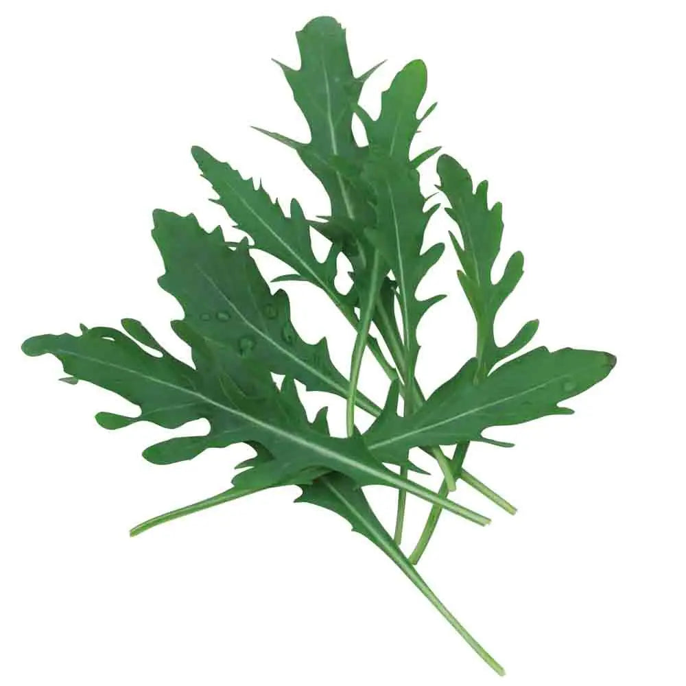ROQUETTE VENETIA NT 
