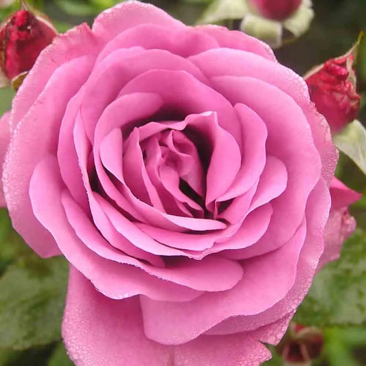 ROSIER BOSSUET, AIGLE DE MEAUX® - GRANDES FLEURS 