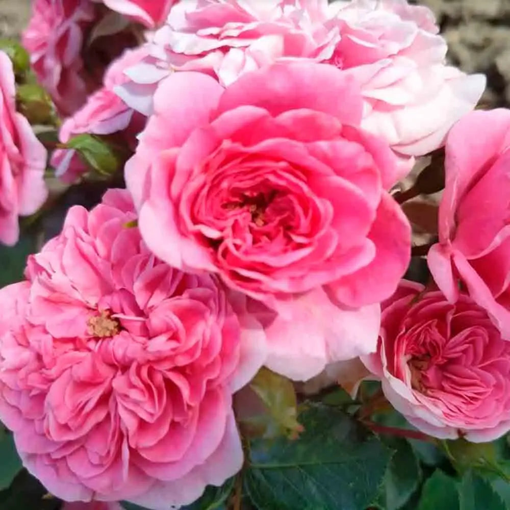 ROSIER COMESTIBLE BIRTHDAY ROSE AB 